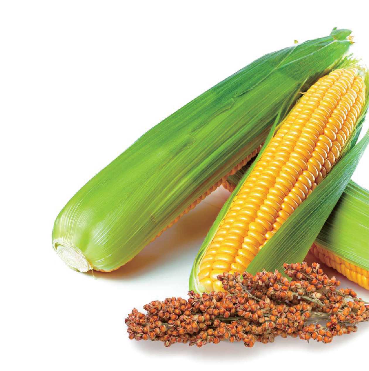 JAGUNG